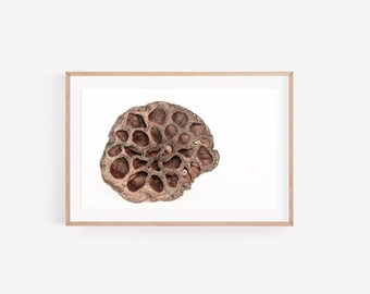 Lotus Pod Wall Art Digital File, Dried Lotus Seed Pod Print, Lotus Wall Art, Minimalist Lotus Art Print, Botanical Poster