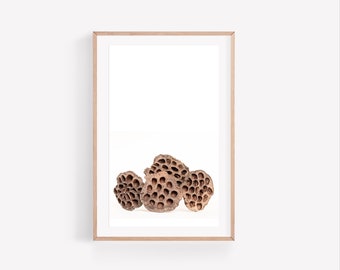 Dried Lotus Pod Wall Art Digital File, Lotus Seed Pod Print, Lotus Wall Art, Minimalist Lotus Art Print, Botanical Poster