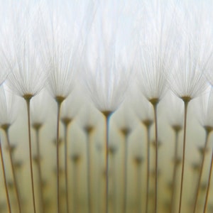 Dandelions Photo Mural. 3D effect Wall Art Print Removable Wall Décor Accent Wall White Dandelions - Waiting for Wind Wall Mural #MU1077