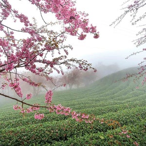 Cherry Blossom in a Tea Plantation Photo Mural 3D effect Wall Art Print Removable Wall Décor Accent Wall #MU1866