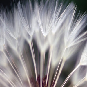 Dandelions Photo Mural. 3D effect Wall Art Print Removable Wall Décor Accent Wall White Dandelions - Waiting for Wind Wall Mural #MU1121