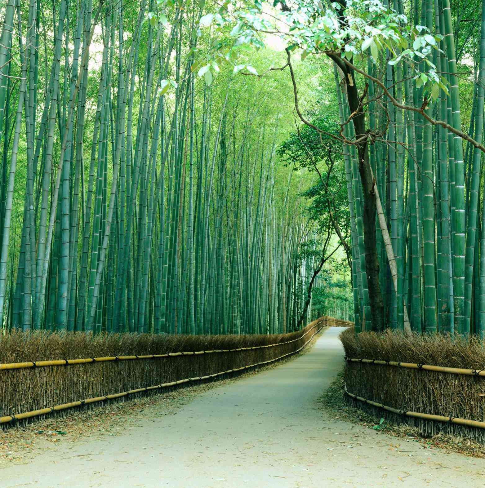 Sagano Bamboo Forest, Kyoto, Japan Photo Mural 3D Effect Wall Art