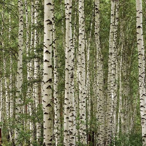 Removable wallpaper - Birch tree forest - Photo Mural 3D effect Wall Art Print Accent Wall Décor Birch Forest Prepasted Wall Mural #MU1120