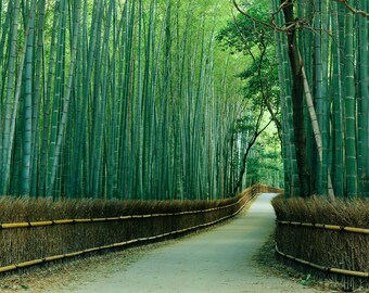 Sagano Bamboo Forest, Kyoto, Japan Photo Mural 3D effect Wall Art Print Removable Wall Décor Accent Wall #MU1066