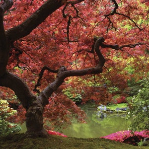 Japanese Garden Photo Mural 3D effect Wall Art Print Removable Wall Décor Accent Wall #MU1116
