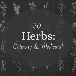 Illustrated Herbs - Medicinal and Culinary Botanicals - Herb Graphics - Simple Botanical Illustrations -  Spice Graphics - Herbal Graphics