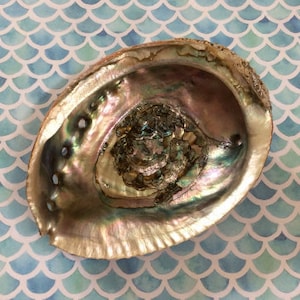 ABALONE SHELL - Rainbow Abalone Shell - Smudge Bowl - Smudging Bowl - Healing Crystals and Gemstones - Meditation - Cleansing - Purification