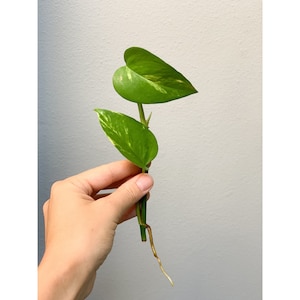May include: A close-up of a green pothos plant cutting with two heart-shaped leaves and a developing root. The leaves have yellow variegation. The plant is held against a light grey background.