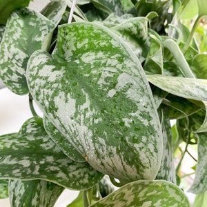 Silver Satin Pothos-Scindapsus Pictus  Air Purifying Plant Cuttings  Live Plants Easy Plants Variegated Plants