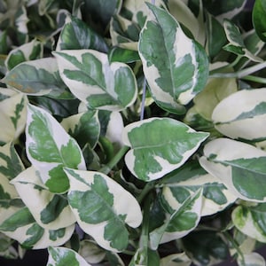 May include: A close-up of a houseplant with variegated leaves. The leaves are a mix of green and white, with a creamy white color dominating. The plant has a lush, full appearance.