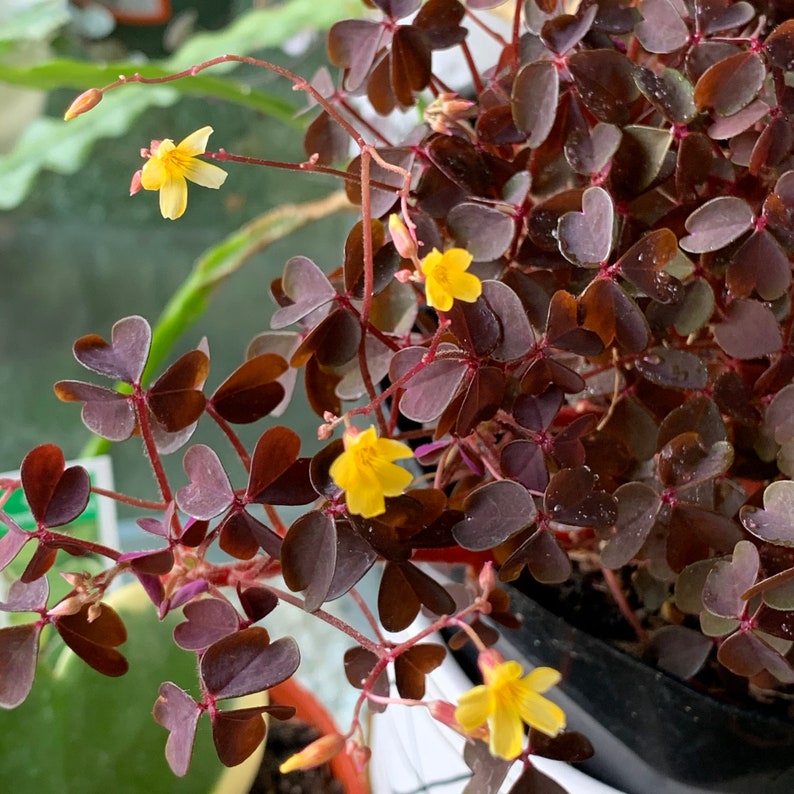 Burgundy Oxalis Vulcanicola Zinfandel Volcanic Sorrel