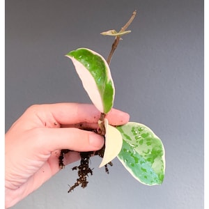 Hoya Carnosa Krimson Queen Tricolor Plant Wax Plant Variegated Hoya Indoor Plant Pink Hoya - one rooted cutting