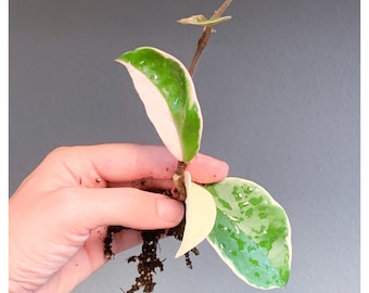 Hoya Carnosa Krimson Queen – Variegated Wax Plant Rooted Cutting