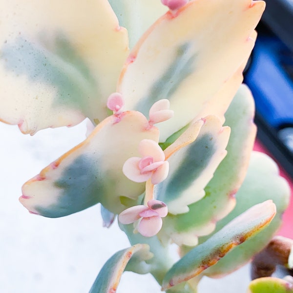 Bunte Kalanchoe “Lavendel Jakobsmuscheln” Sukkulenten Trockenheitsverträgliche Pflanze Zimmerpflanze Einfach zu züchten