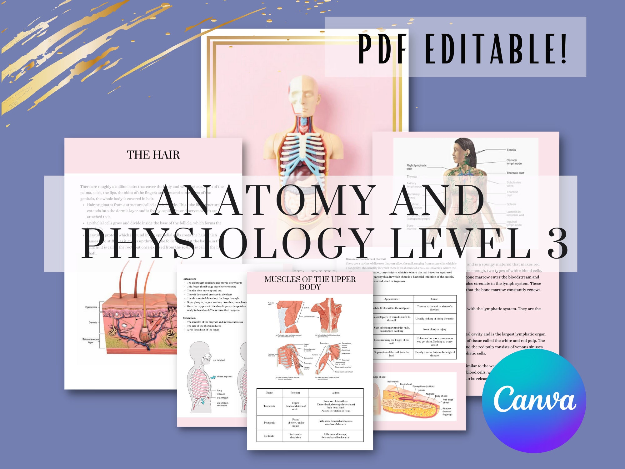Anatomy & Physiology Training Manual: Editable Canva Template (digital ...