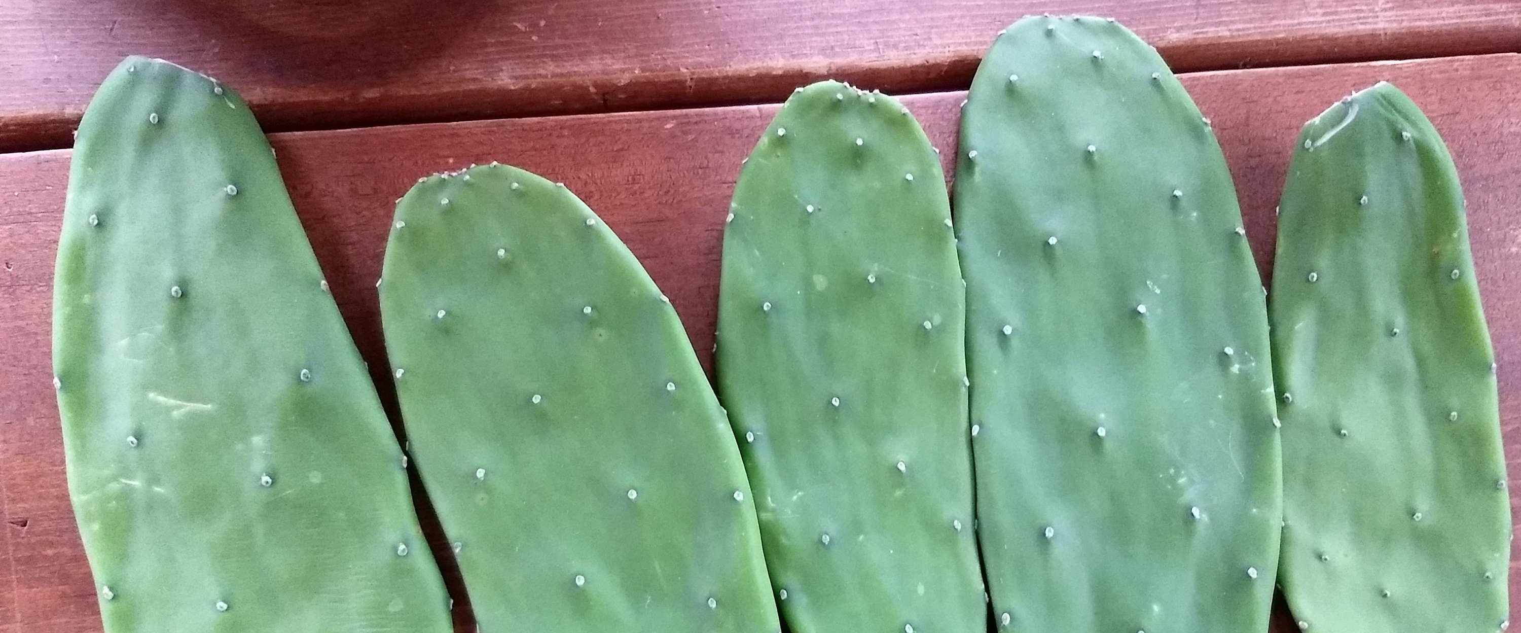 Thornless prickly pear cactus Etsy