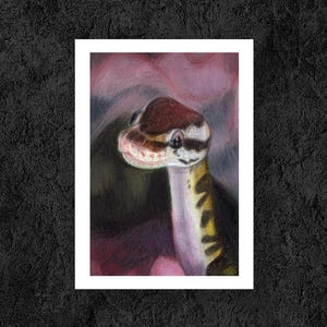 Ball Python Matte Illustrated Fine Art Print | Wall Decor | 5x7" | Gift, Herpetology, Reptile, Pet
