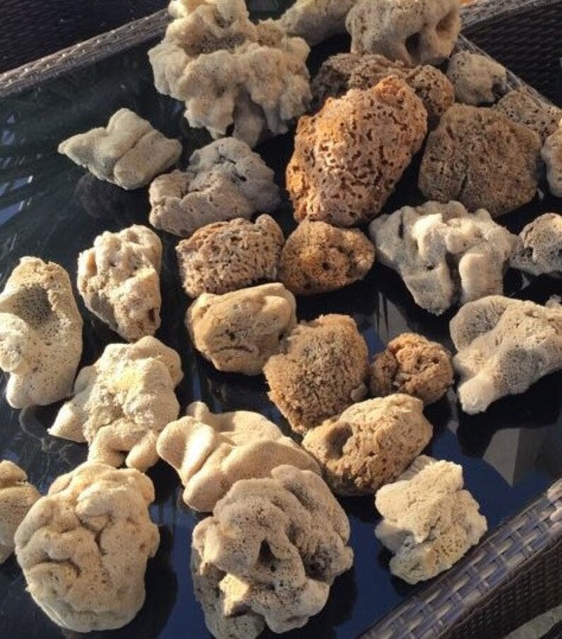 Natural Sea Sponge for Artists Unbleached Painting Etsy