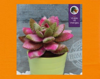 Op de afbeelding: Een roze en groene vilten succulent in een lichtgroene pot. De pot staat op een wit oppervlak. De afbeelding heeft een tekstoverlay die zegt "Atelier Vrolijke Vilt Vriendjes".