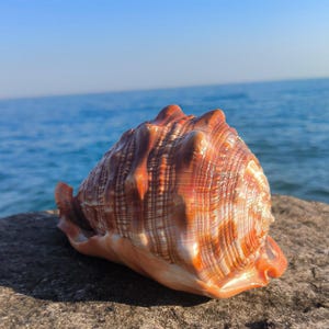 Pode incluir: Uma concha grande e texturizada com um padrão em espiral em tons de laranja e branco, repousando sobre uma rocha cinza. O oceano e o céu azul ao fundo criam uma cena costeira natural.