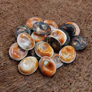 Peut inclure: Un tas de petites coquillages lisses de forme ovale avec des motifs bruns, blancs et orange. Les coquillages sont disposés de manière aléatoire sur une surface brune texturée.