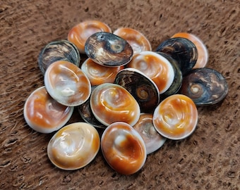 Cabochon Coquillage œil De Sainte Lucie Shiva Ovale 19-20mm - Pour Création Bijoux