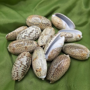 vere conchiglie OLIVA tigrate, 150gr