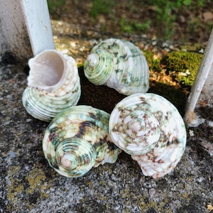 3 vere conchiglie TURBO ARGYROSTUM, 5X4X4CM