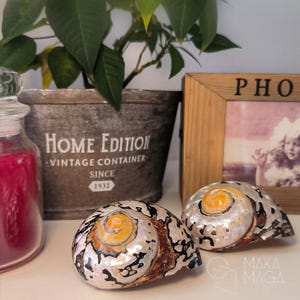 Echte Turbo Sarmaticus-schelp, 1 stuk 9 cm, decoratie, ornament, presse-papier, cadeau-idee