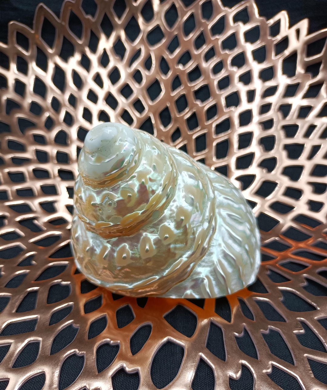 Undossa Shell Real Shell ASTREA UNDOSA, 8x10x10cm, Ornament, Design, Gift - Etsy
