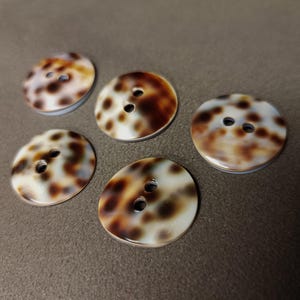 Könnte beinhalten: Fünf braune und weiße Muschelknäpfe mit jeweils zwei Löchern.