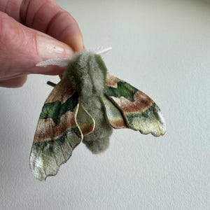 Polilla halcón de lima, fieltrada con aguja, figura de polilla, decoración, hecha a mano, articulada.