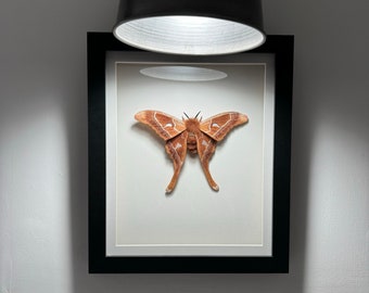 Hercules  Moth , needle felted, moth figurine, decoration, handmade, posable, mini plush, going large.