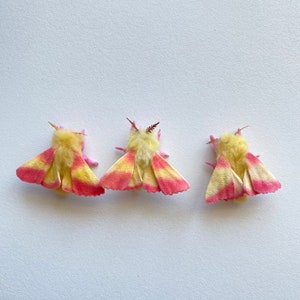 Rosey maple moth, moth figurine, decoration, needle felted, realistic, handmade, possible.