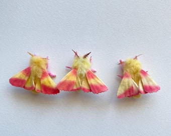 Rosey maple moth, moth figurine, decoration, needle felted, realistic, handmade, possible.