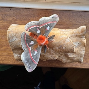 May include: A large, grey and orange moth with red and white markings is mounted on a piece of driftwood.