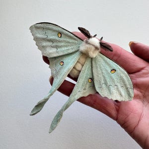 Può includere: Un ornamento a forma di falena luna realizzato a mano con ali in camoscio verde menta pallido, bordi marrone scuro, piccoli accenti circolari gialli e arancioni e un corpo bianco soffice e testurizzato con antenne piumate scure.