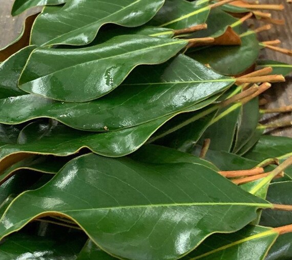 Real Magnolia Leaf Bunch Green Dry Magnolia Leaves Leaf Etsy