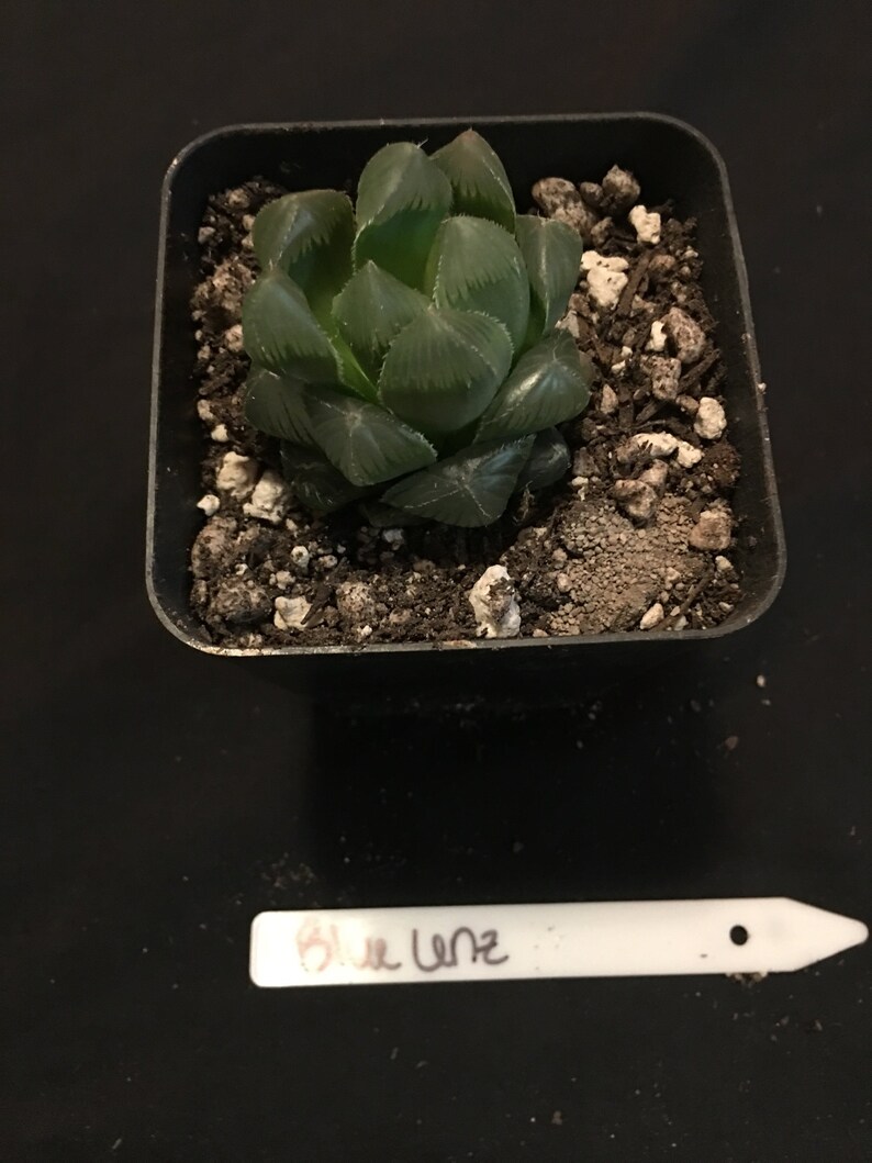 Haworthia obtusa Haworthia cooperi Bake Succulent plants