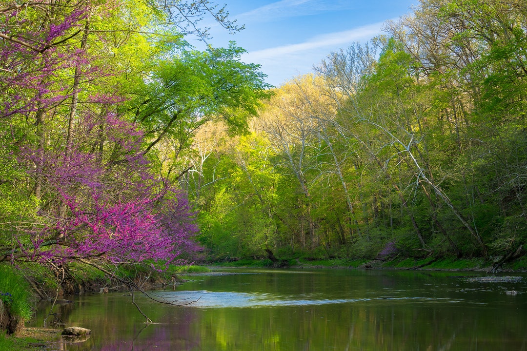 Redbud Flowering Tree on A River Shoreline, Indiana Spring