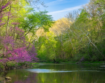 Redbud Flowering Tree On A River Shoreline, Indiana Spring Landscape Photography, Woodland Stream or Creek, Canvas Print Wall Art