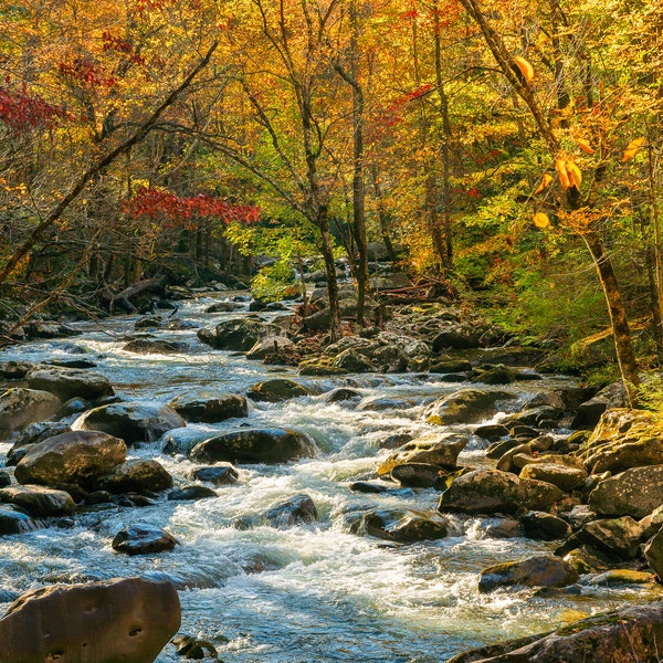 White Water River in Fall Foliage, Autumn in Great Smoky Mountains, Rural Tennessee Landscape, National Park, Photograph Canvas or Print