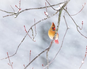 Female Cardinal Bird in the Snowfall, Snowy Winter Wildlife, Bird Lover Wall Art, Home or Office Décor, Indiana Photography Print or Canvas