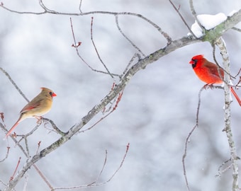 Male and Female Cardinal Birds, Snowy Winter Wildlife Landscape, Bird Lover Wall Art, Home Décor, Indiana Photography Print or Canvas