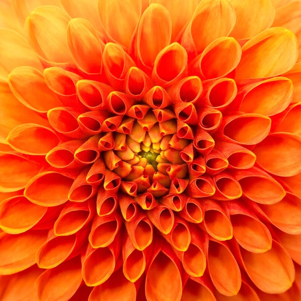 Dahlia Flower Art, Vibrant Orange Bloom, Oversize Floral Blossom, Autumn, Closeup, Flower Photography, Square Print or Canvas Wall Art