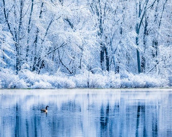 Lake with Snow Covered Trees, Snowy Winter Landscape, Cold Blue Water Reflections, Goose, Indiana Photography, Square Photograph Wall Art