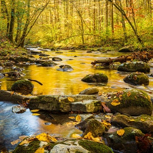 River with Fall Colors, Autumn in Great Smoky Mountains, Rural Tennessee Landscape, National Park, Canvas or Print