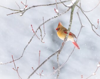 Female Cardinal Bird in the Snowfall, Snowy Winter Wildlife, Bird Lover Wall Art, Home Office Décor, Indiana Photography Print or Canvas