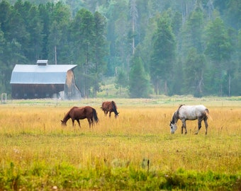 Horses Grazing in a Pasture with Barn, Wyoming Farm, White and Chestnut Horse Photograph, Western Photography, Wall Art Canvas