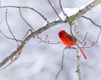 Male Red Cardinal Bird in the Snowfall, Winter Wildlife, Bird Lover Wall Art, Home or Office Décor, Indiana Photography Print or Canvas